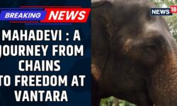 Mahadevi The Elephant: A Journey From Chains To Freedom At Vantara | Vantara Elephant News