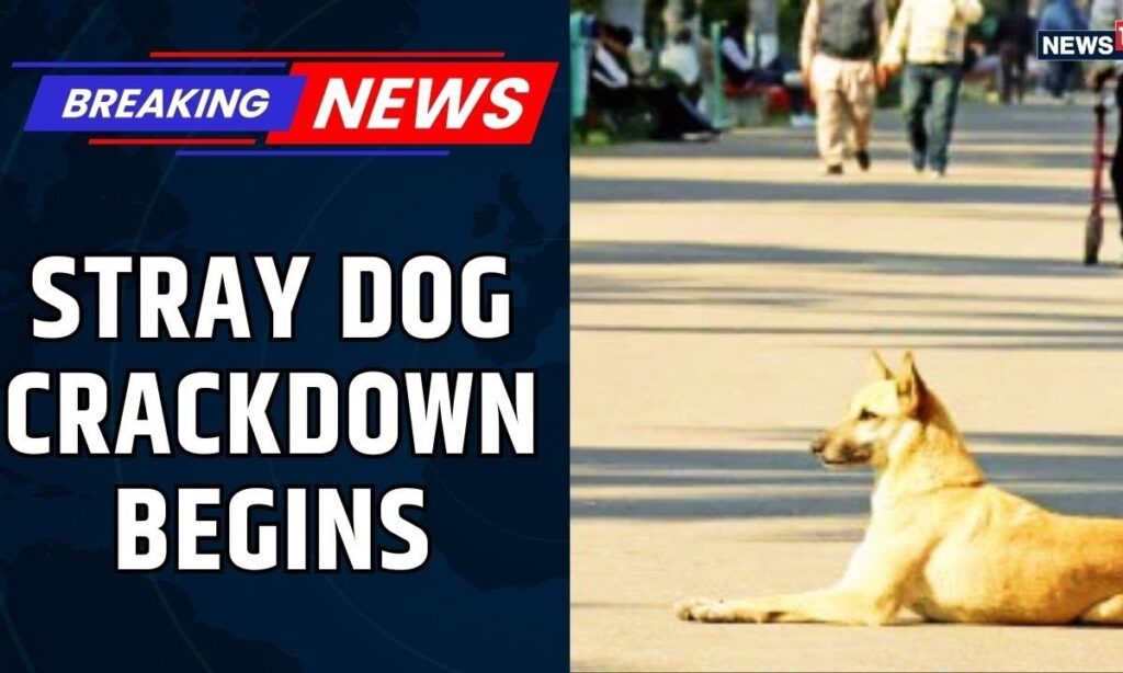 Rajasthan HC Joins Supreme Court in Ordering Stray Dog Removal | Big Blow to Animal Lovers?