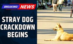Rajasthan HC Joins Supreme Court in Ordering Stray Dog Removal | Big Blow to Animal Lovers?