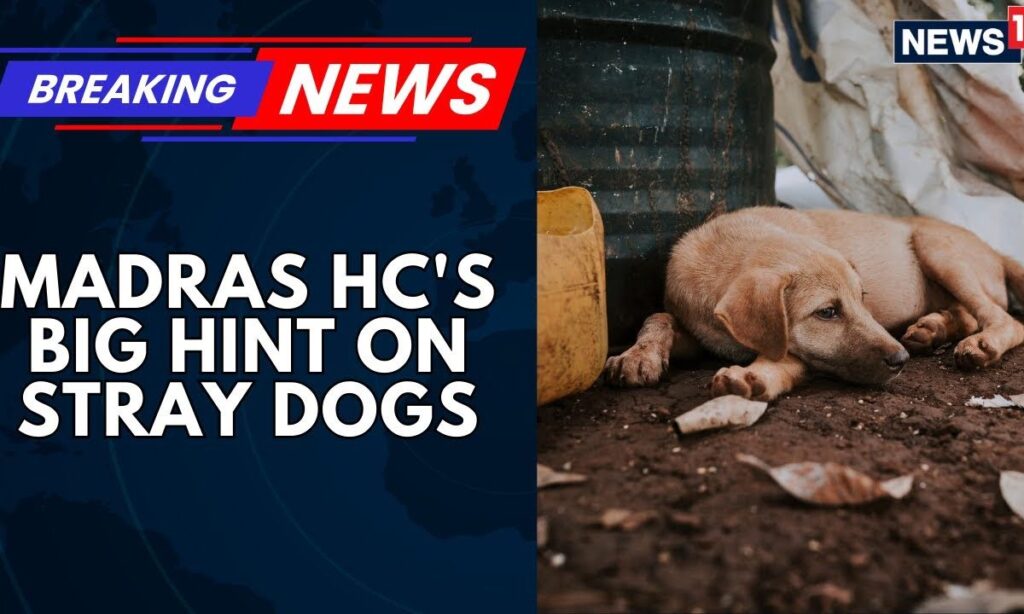 After Supreme Court's Stray Dog Order For Delhi-NCR, Madras High Court's Big Hint | News18