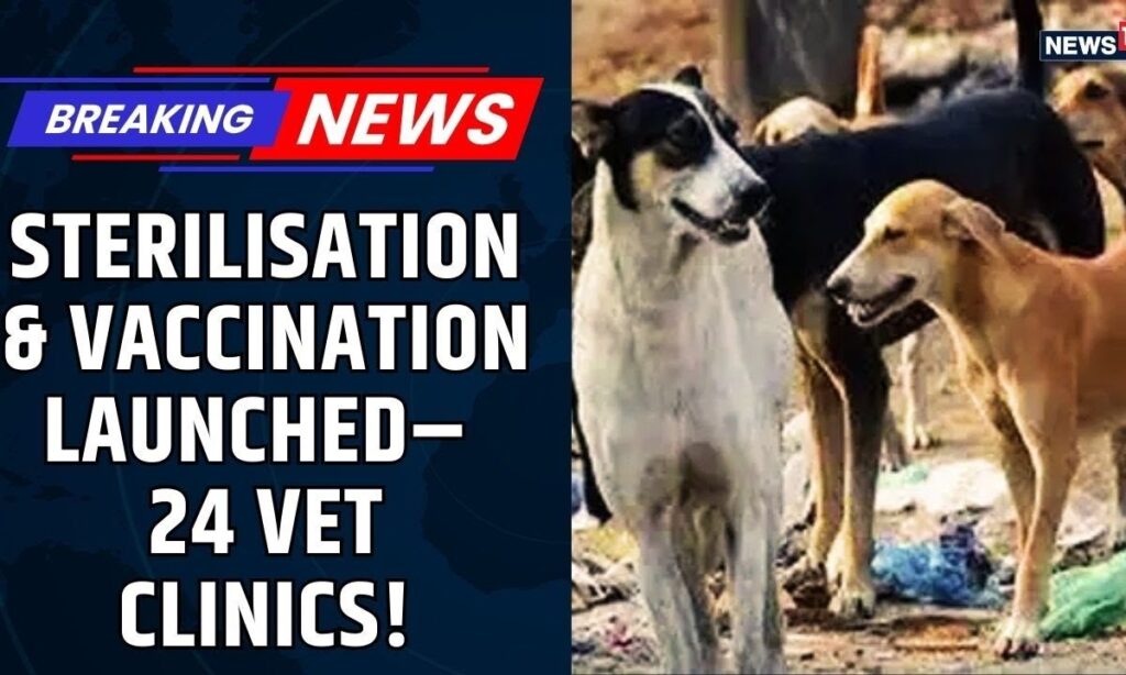 Delhi Govt Launches Mass Sterilisation, Vaccination Drive for Stray Dogs | Vet Clinics | Delhi News