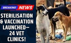 Delhi Govt Launches Mass Sterilisation, Vaccination Drive for Stray Dogs | Vet Clinics | Delhi News