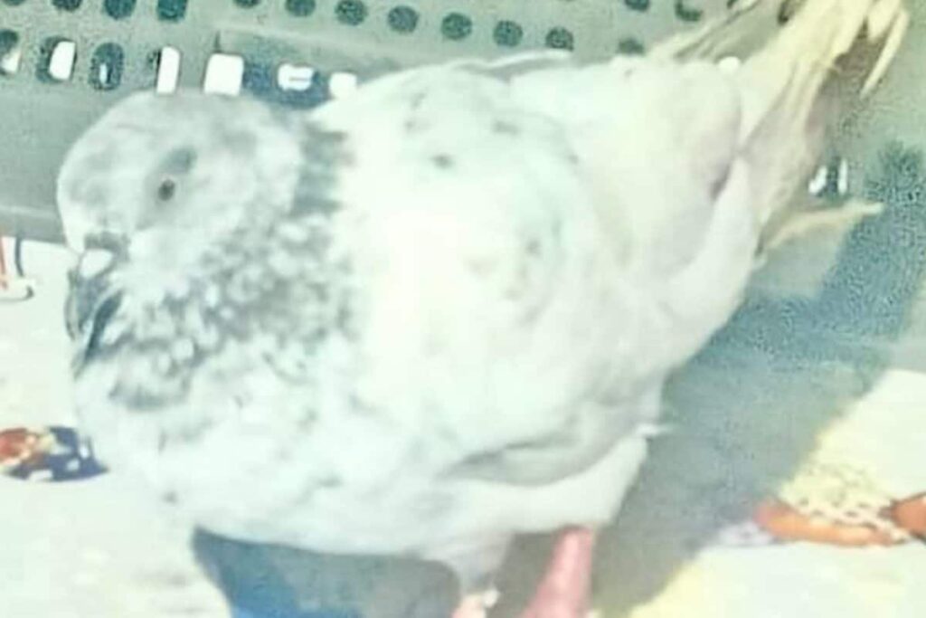 Jammu Station On Alert After Pigeon With ‘IED Blast’ Threat Caught Near India-Pakistan Border