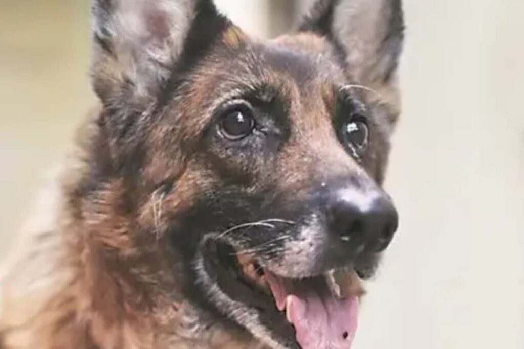 Sniffer Dog Bites 4-Year-Old Boy At Kolkata Airport, Family Cancels Malaysia Trip