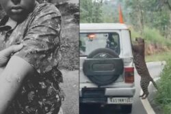 Leopard Leaps At Safari Vehicle And Scratches Teen At Bengaluru’s Bannerghatta Park | Video
