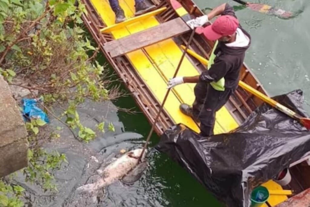 Is Naini Lake Haunted By A Predator? Fish Deaths, Foul Stench Alarm Locals
