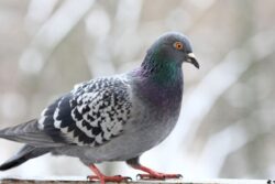 Jain Monk To Go On Indefinite Hunger Strike From Today Amid Pigeon Feeding Row