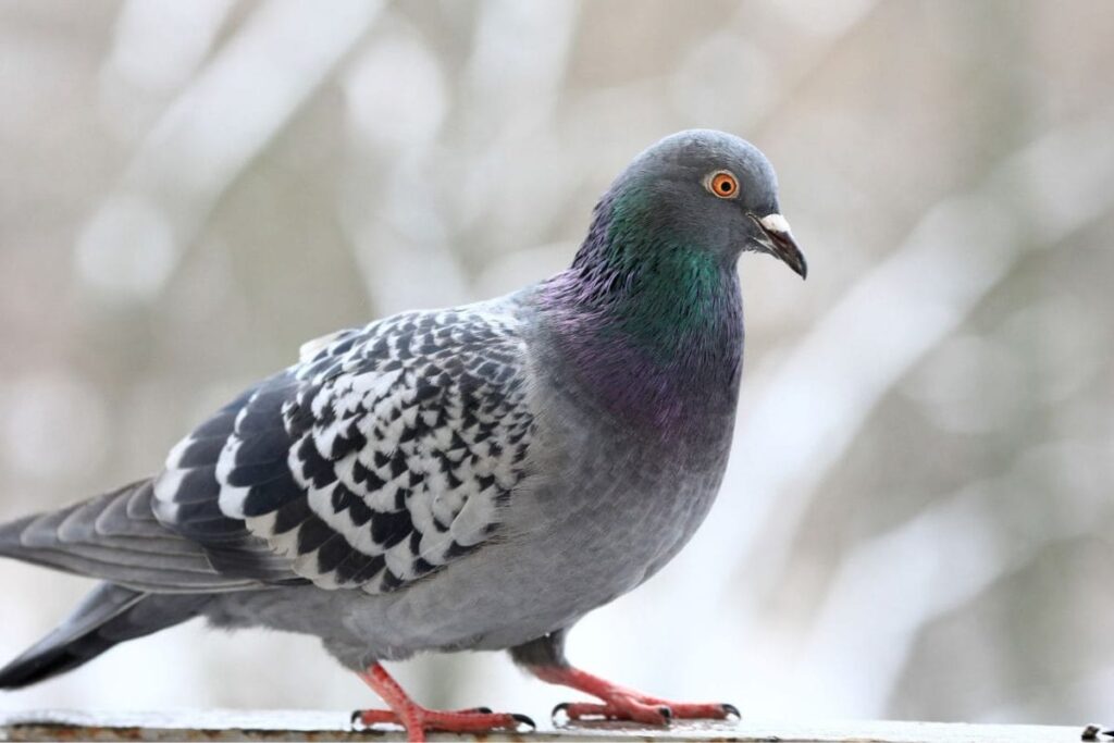 Feeding Pigeons To Remain Banned: Bombay HC Reiterates Decision Amid Protest