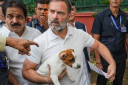 ‘Voiceless Souls’: Rahul Gandhi Says SC's Stray Dog Order ‘Not Scientific, Shortsighted’