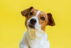 Attention, Dog Owners: Why A Licence Is A Must, And What Happens If You Don’t Have One