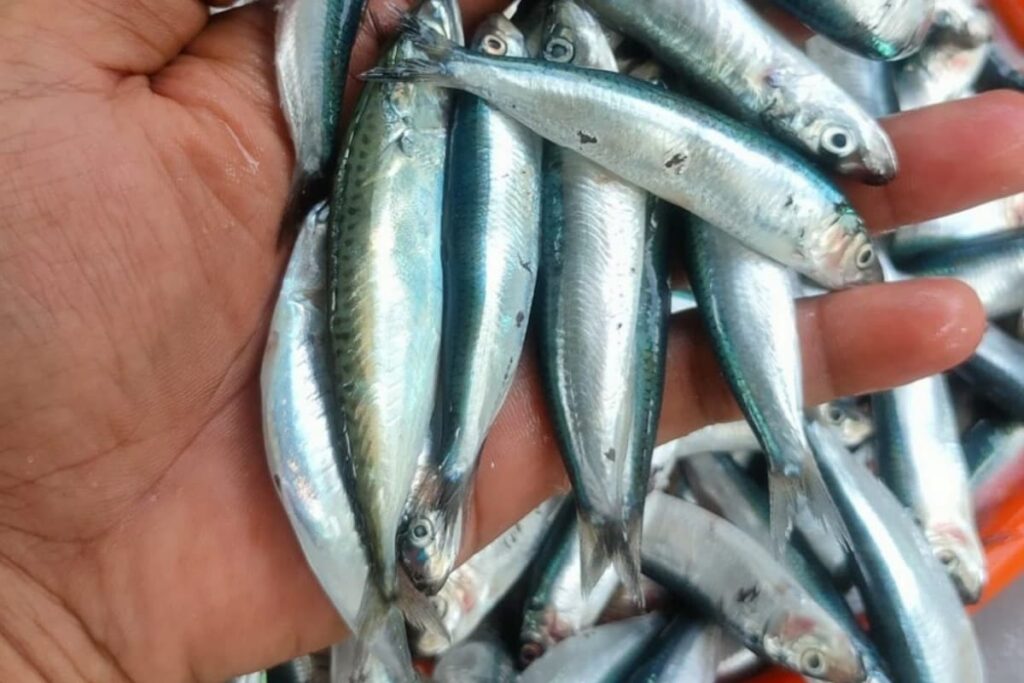 Minister Rane Pushes For Coordinated Strategy As Maharashtra Eyes Fish Boom At Home