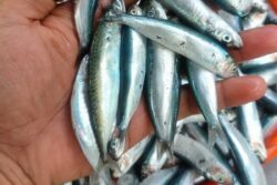 Minister Rane Pushes For Coordinated Strategy As Maharashtra Eyes Fish Boom At Home