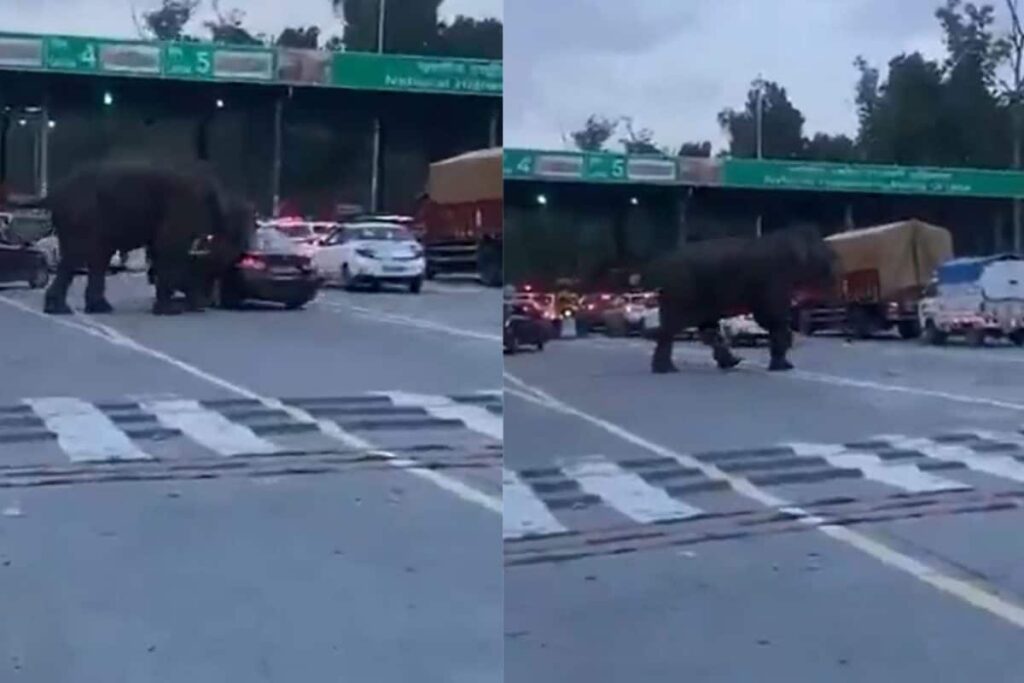 Chaos Unfolds On Highway After Wild Elephant Attacks Vehicle At Dehradun-Haridwar | Watch