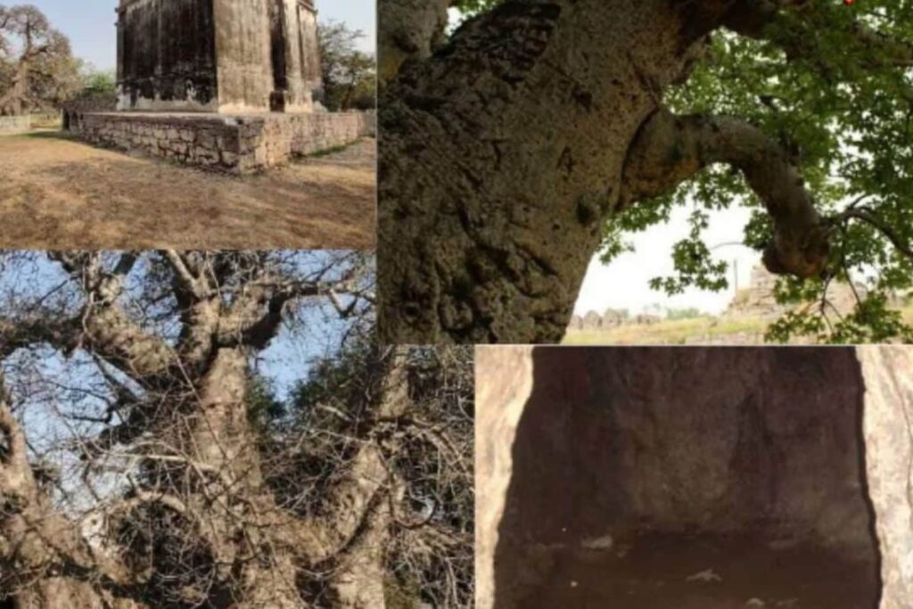 Hyderabad's 450-Yr-Old African Tree Called 'Hatiyan Jhad' For A Reason, Can Fit 40 People Inside