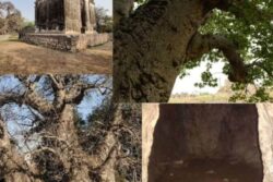 Hyderabad's 450-Yr-Old African Tree Called 'Hatiyan Jhad' For A Reason, Can Fit 40 People Inside