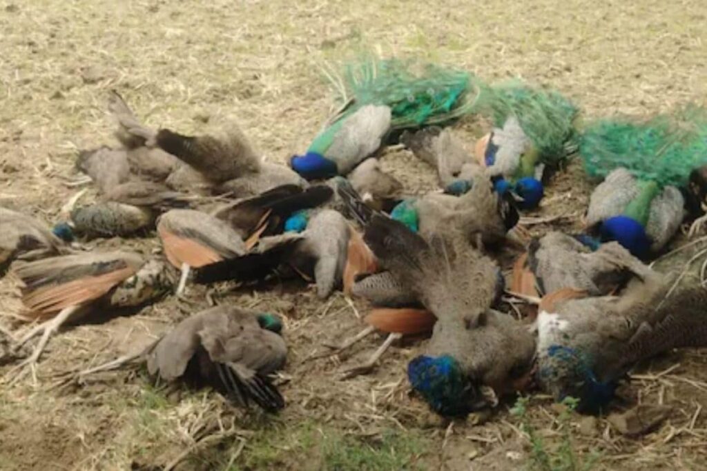 After Tigress And Cubs, 20 Peacocks Found Dead In Karnataka Village; Probe Launched
