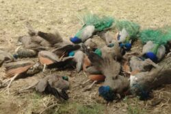 After Tigress And Cubs, 20 Peacocks Found Dead In Karnataka Village; Probe Launched