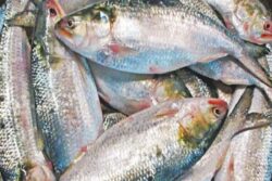 Ilish Fishy Business: Why Abundant Supply Is Not Bringing Hilsa Prices Down