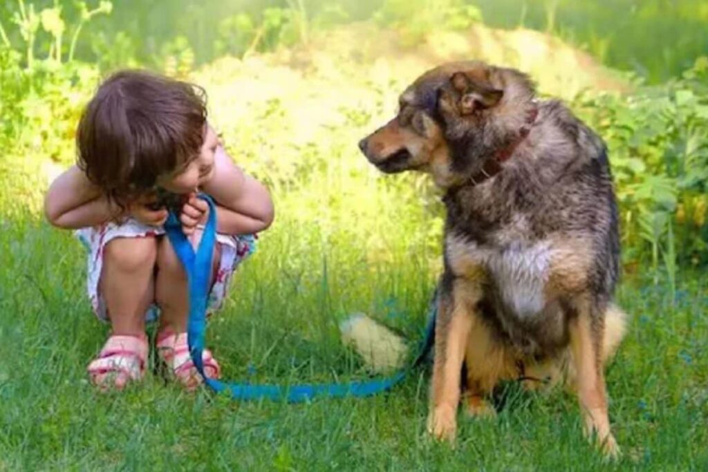 Do Not Make This Mistake While Walking Your Dogs, Fines May Go Up 20X