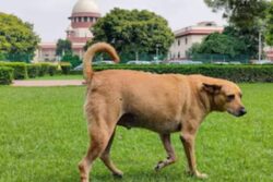 News18 Evening Digest: SC Modifies Stray Dogs Order, Aadhaar Allowed For Bihar SIR & Other Stories