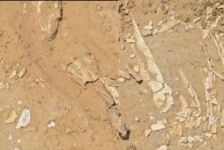 Dinosaur-Era Fossils Suspected After Bone-Like Remains Found In Rajasthan Village