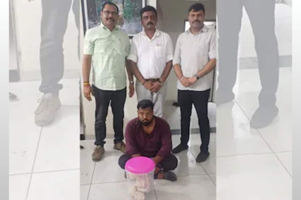 Whale Vomit Haul Worth Rs 3.69 Cr Seized In Ahmedabad, One Smuggler Nabbed