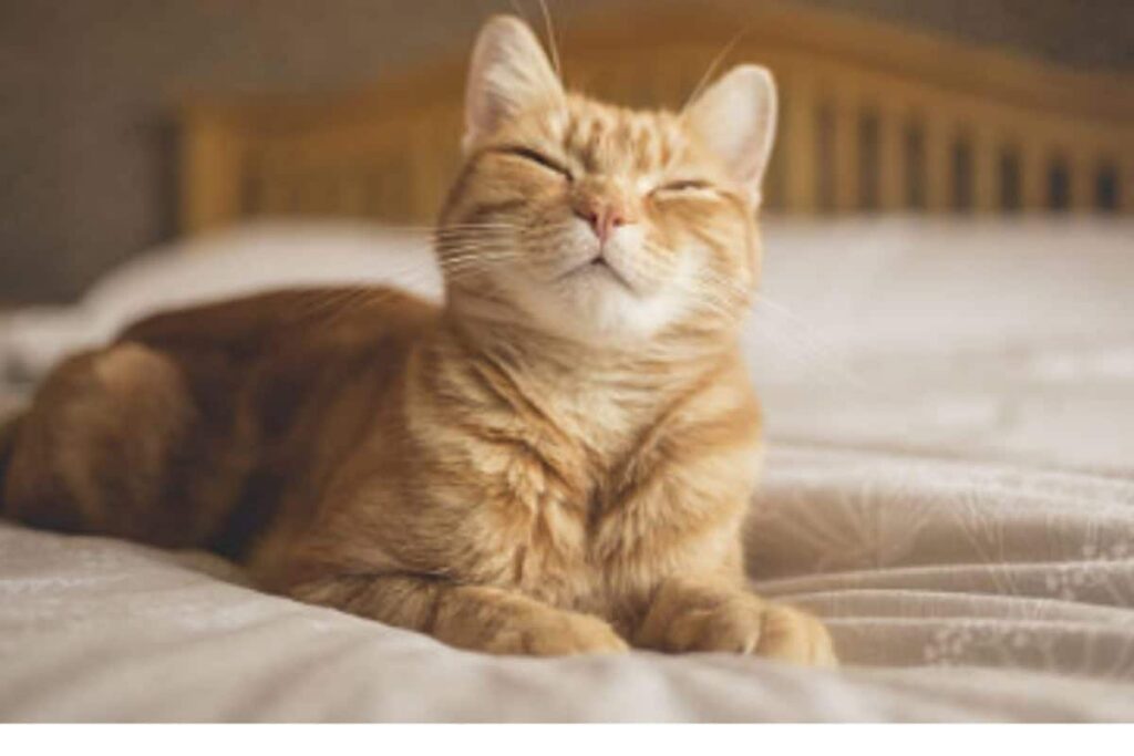 Cat Kumar, Son Of Catty Boss And Catiya Devi, Seeks Bihar Residential Certificate, Sparks Row