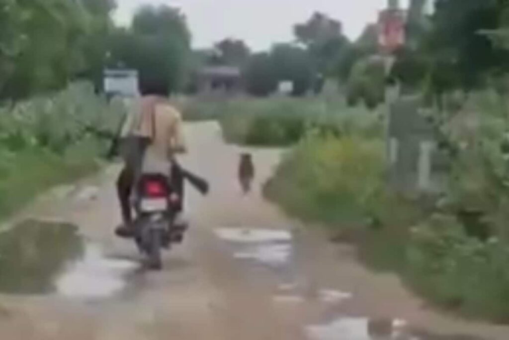 2 Men Film Themselves Shooting Over 25 Stray Dogs In 2 Days In Rajasthan | Video