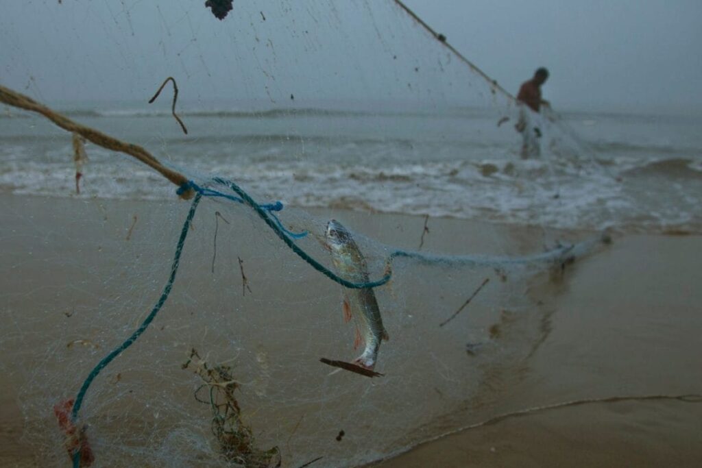 From Crisis To Catch: Maharashtra Leads Nation With 47 per cent Rise In Fish Production