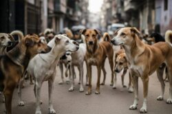 Delhi-NCR Stray Dogs To Be Shifted To Shelters? SC To Announce Key Order Today