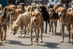 No Cruelty, Mistreatment Or Starvation: SC Lists Strict Guidelines For Delhi Dogs Order
