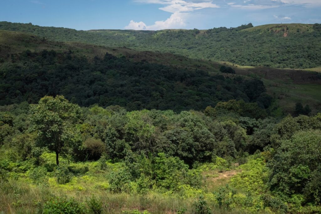 India Lost More Forest Cover Than It Gained Between 2015 & 2019, Shows IIT Bombay Study