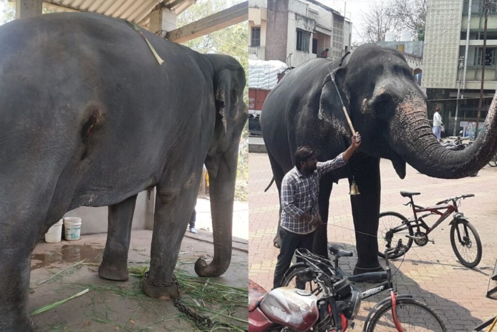 'Decision Made By Courts, Not State': Fadnavis On Elephant Mahadevi's Relocation To Vantara