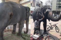 'Decision Made By Courts, Not State': Fadnavis On Elephant Mahadevi's Relocation To Vantara