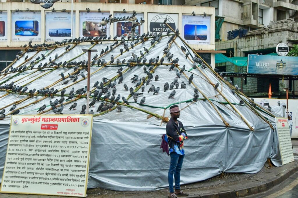 Too Much Flutter? Bombay HC To Set Up Expert Panel As Pigeon Feeding Row Ruffles Feathers