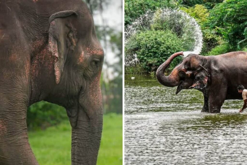 Elephant Madhuri’s Journey From Kolhapur To Vantara: A Look At The Jumbo Twists & Turns