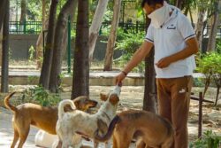 ‘Try To Stop Removal & Face Action’: Supreme Court’s Stern Message For Dog Lovers & Animal Activists