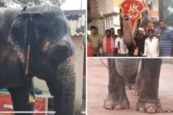 From Begging In Chains In Kolhapur To Freedom At Vantara After 33 Years: Elephant Mahadevi’s Journey
