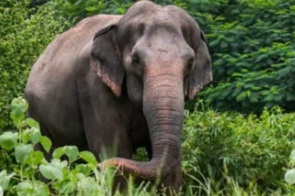 Vantara Offers To Set Up Satellite Rehabilitation Centre For Elephant Madhuri In Kolhapur