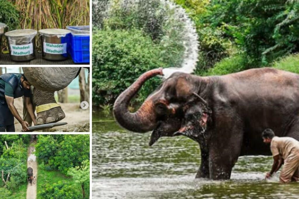 Madhuri In Walk, Heal, Repeat Mode At Vantara: Take A Look At Elephant Mahadevi’s Routine & Recovery