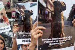 'Compassionate, Rooted In Science': Leaders Across Party Lines Welcome SC's Stray Dog Verdict