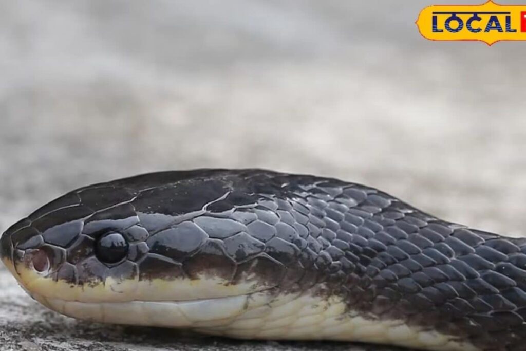 New Snake Species Recorded In Bihar: Thin Fangs, Silent Bites, And Death In Minutes