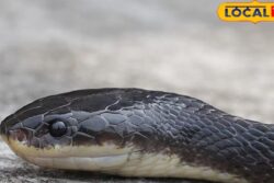 New Snake Species Recorded In Bihar: Thin Fangs, Silent Bites, And Death In Minutes
