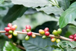 Andhra Pradesh: New Pest Threatens Araku’s Coffee Heritage And Farmers’ Livelihoods