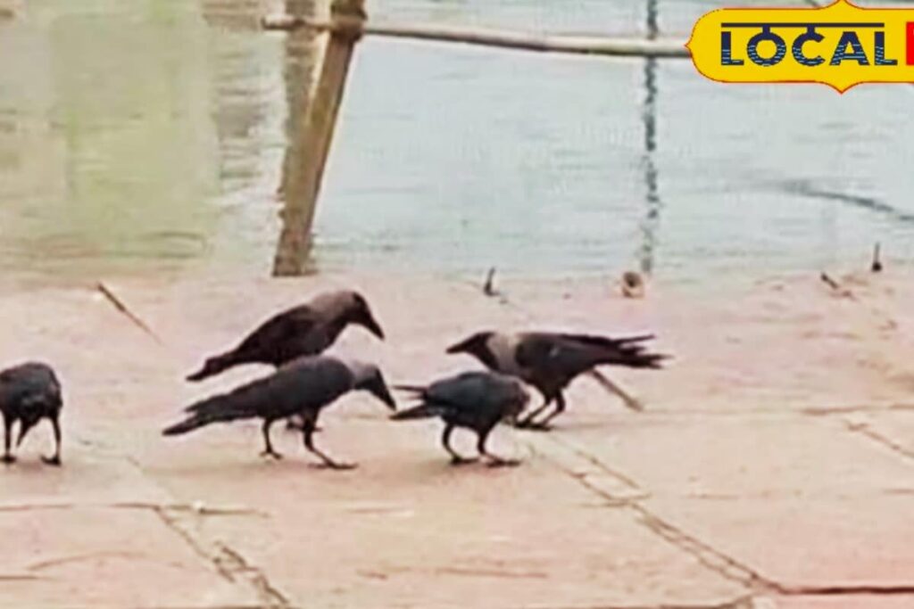 No Crows Seen In Pitru Paksha 2025 – What’s Behind Their Absence?
