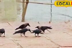 No Crows Seen In Pitru Paksha 2025 – What’s Behind Their Absence?