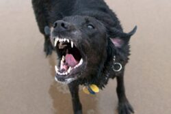 Rabies Alert: Why A Dog Bite Could Turn Deadly, And How To Protect Yourself