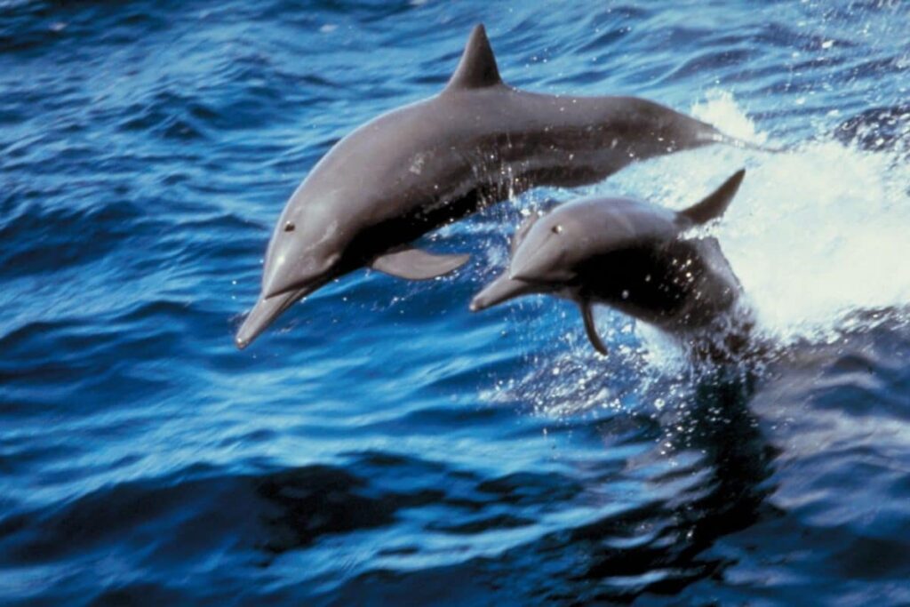 Dolphins Off The Konkan Coast: Are They Here To Stay Or Just Passing Through?
