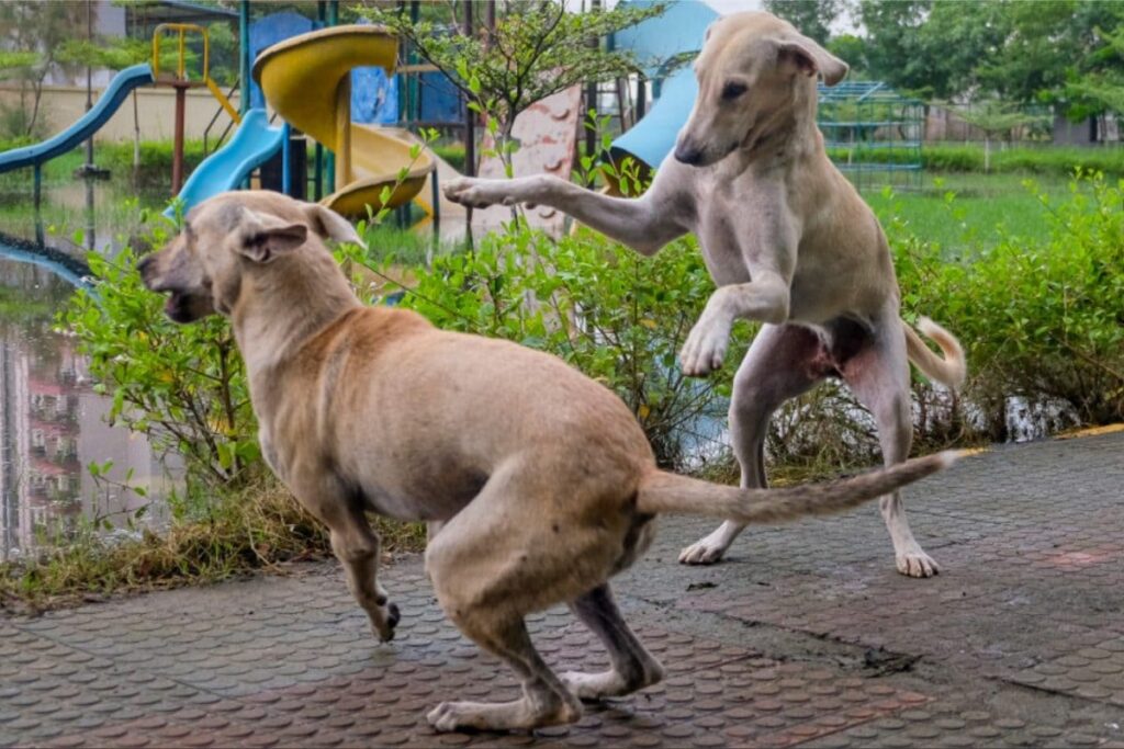 Microchipping, Vaccination Records: Delhi Announces Action Plan For Pet, Stray Dogs' Management