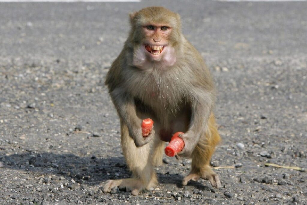 UP Shocker: Monkeys ‘Abduct’ Infant From Home, Dump Him Into Water Drum